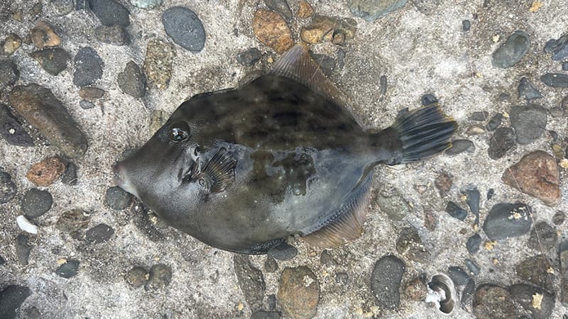 コンクリートの上に置いた、まだら模様のカワハギ
