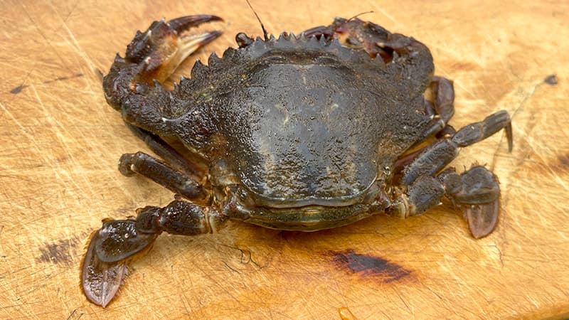 まな板の上に置いた、釣り場で捕まえたイシガニ