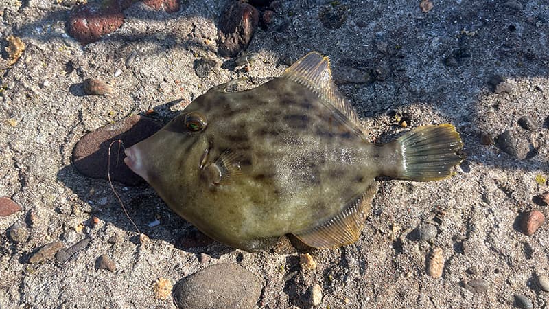 コンクリートの上に置いた小さめのカワハギ