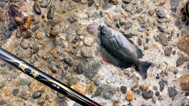 ヌカ撒き餌で秋のグレ釣り！00号の沈め釣りで数釣り、煮付けとフライに