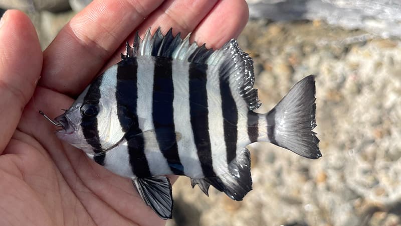 手のひらにのせた縞模様のサンバソウ(イシダイの幼魚)