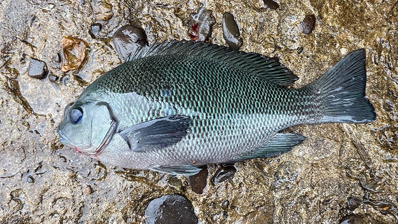 濡れた岩の上に置いた、青みがかった体色のグレ(メジナ)