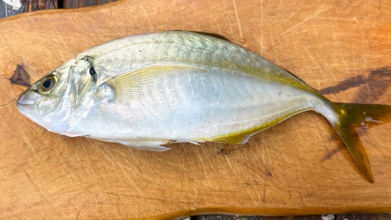 まな板にのせたシマアジ。体側に黄色い線が走っている