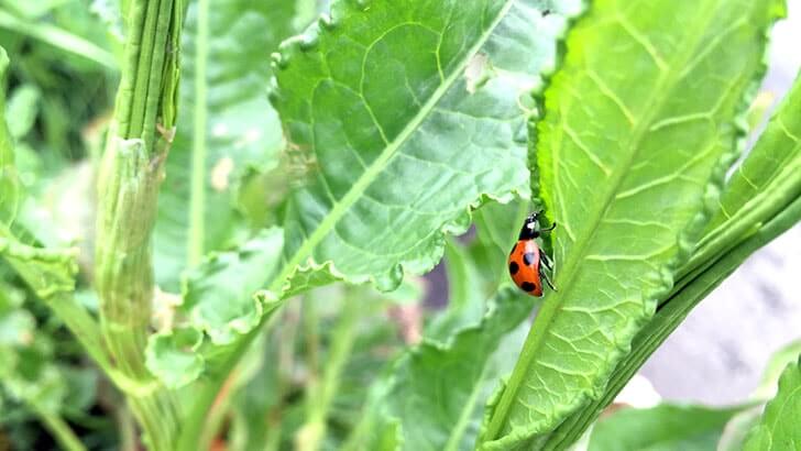 f:id:islog:20160404212400j:plain