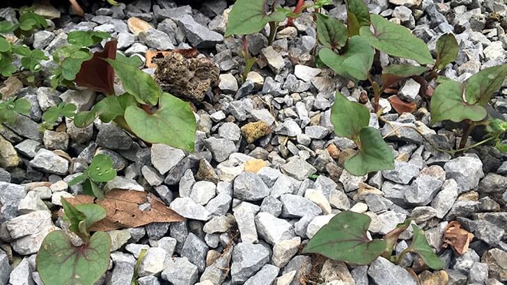 f:id:islog:20160404212414j:plain