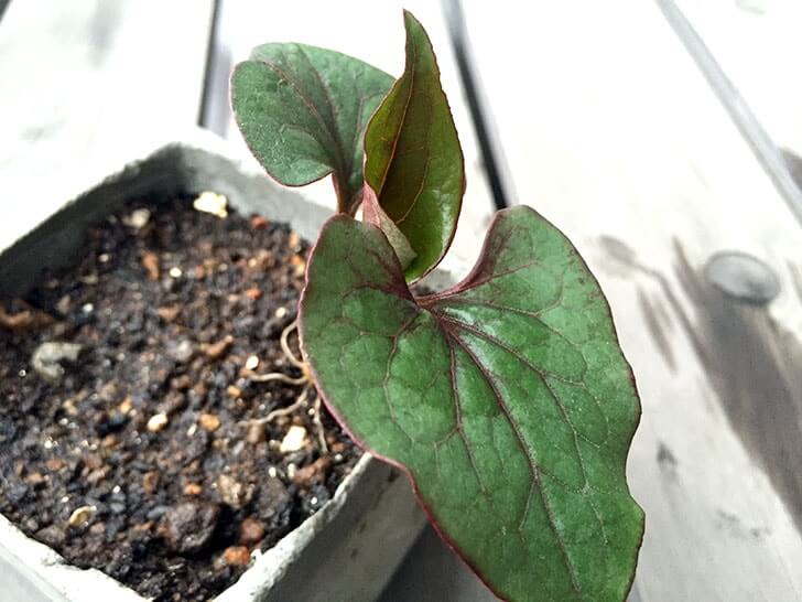 f:id:islog:20160404212415j:plain