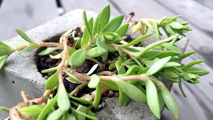 f:id:islog:20160404212417j:plain