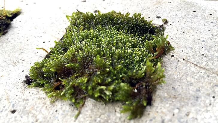 f:id:islog:20160404212426j:plain