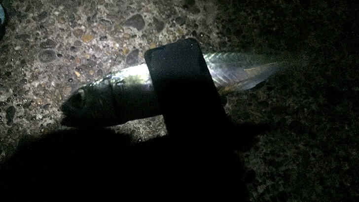 外房堤防海釣り！茨城県鹿嶋で夜釣りからの小サバにカワハギ